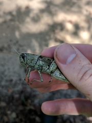 Schistocerca alutacea