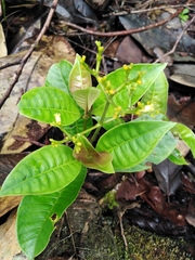 Palicourea solitudinum