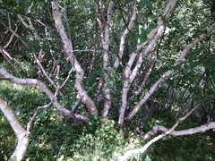 Betula raddeana