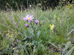 Aster amellus bessarabicus