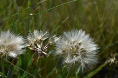 Takhtajaniantha austriaca