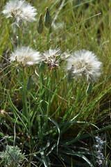 Takhtajaniantha austriaca