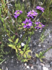 Pseudoselago verbenacea
