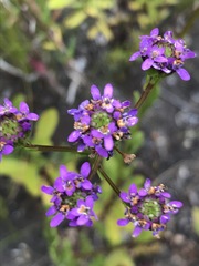 Pseudoselago verbenacea