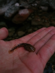 Heleophryne purcelli