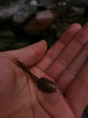 Heleophryne purcelli