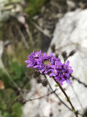 Pseudoselago verbenacea