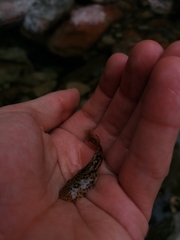 Heleophryne purcelli