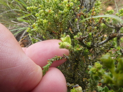 Diosma passerinoides