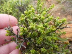 Diosma passerinoides