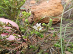 Diosma passerinoides