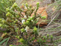 Diosma passerinoides