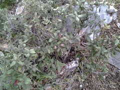 Quercus miquihuanensis