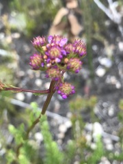 Pseudoselago verbenacea