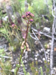 Pseudoselago verbenacea