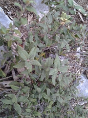 Quercus miquihuanensis