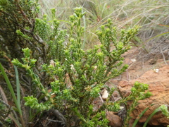 Diosma passerinoides