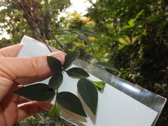 Wikstroemia nutans