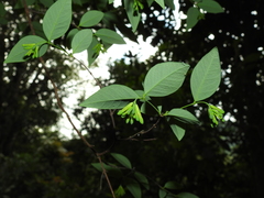 Wikstroemia nutans