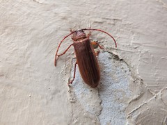 Delocheilus prionoides