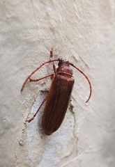 Delocheilus prionoides