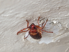 Delocheilus prionoides