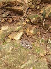 Bothrops moojeni