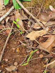 Bothrops moojeni
