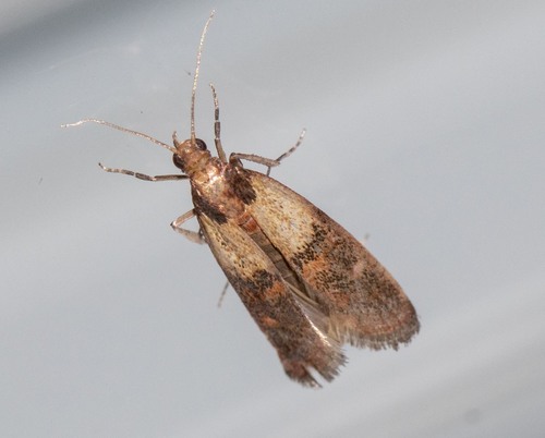 Indian-Meal Moth