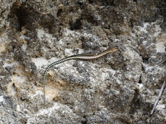 Cryptoblepharus africanus