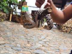 Bothrops moojeni