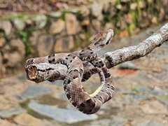 Bothrops moojeni