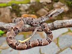 Bothrops moojeni