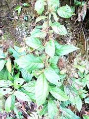 Maesa japonica