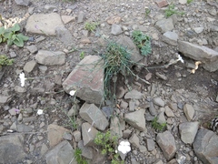 Dianthus cretaceus