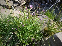 Epilobium algidum