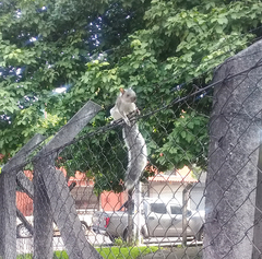 Sciurus variegatoides