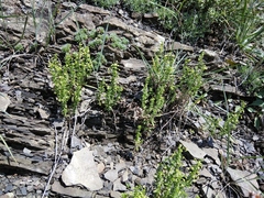 Galium brachyphyllum