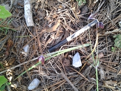 Calochortus marcellae