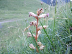 Orobanche owerinii