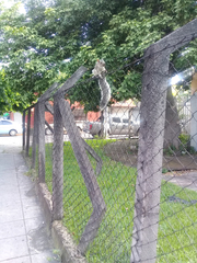 Sciurus variegatoides