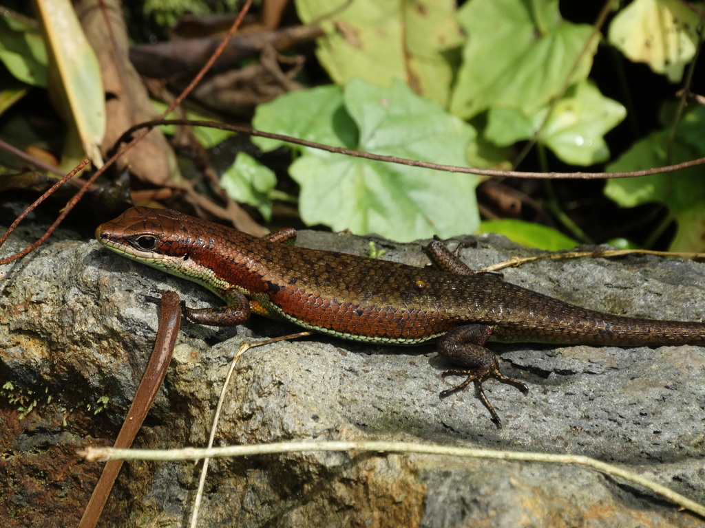 Gonwouo's Skink