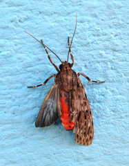 Eucereon pseudarchias