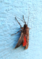 Eucereon pseudarchias