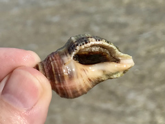 Stramonita canaliculata