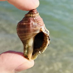 Stramonita canaliculata