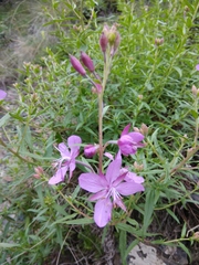 Chamaenerion colchicum