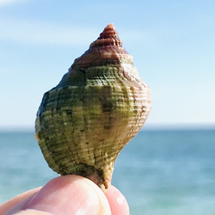 Stramonita canaliculata