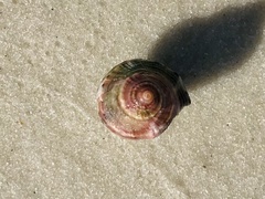 Stramonita canaliculata