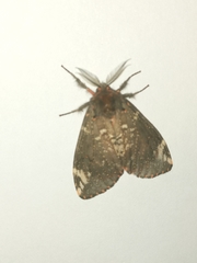 Rhypopteryx rhodea